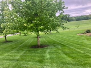 House lawn